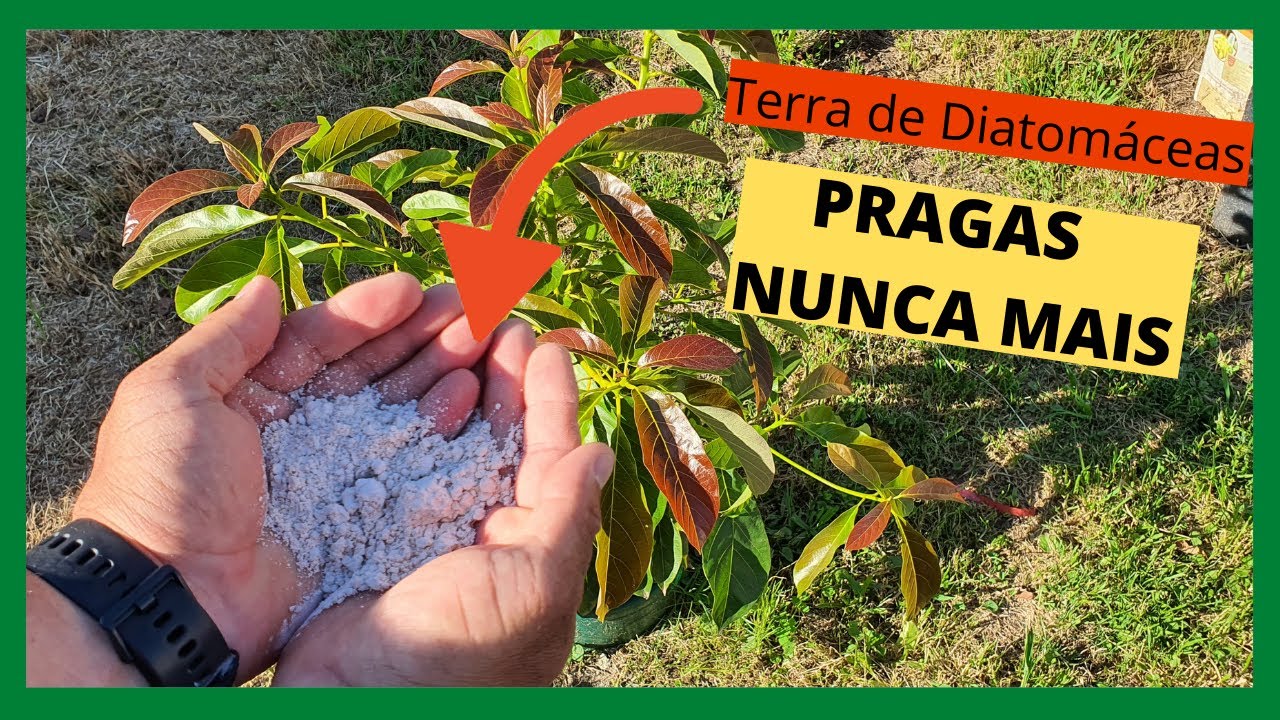 Terra de Diatomáceas. O que é... Para que serve e como aplicar!! #Dietomáceas #combatepragas