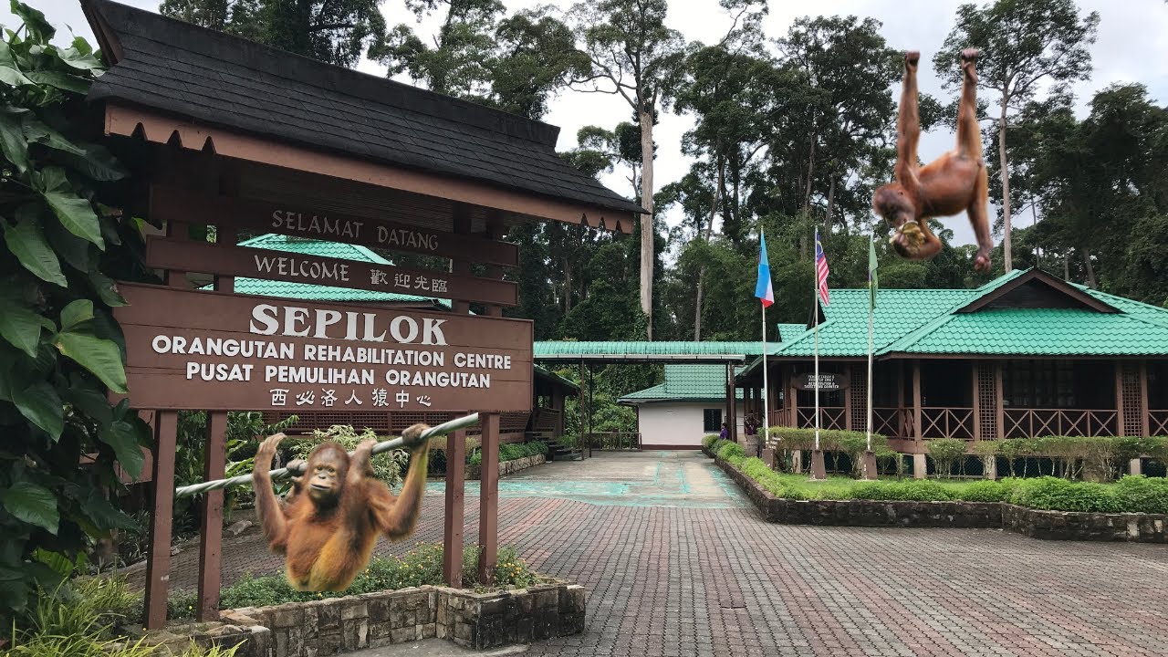 Sepilok Orangutan Rehabilitation Centre Tour