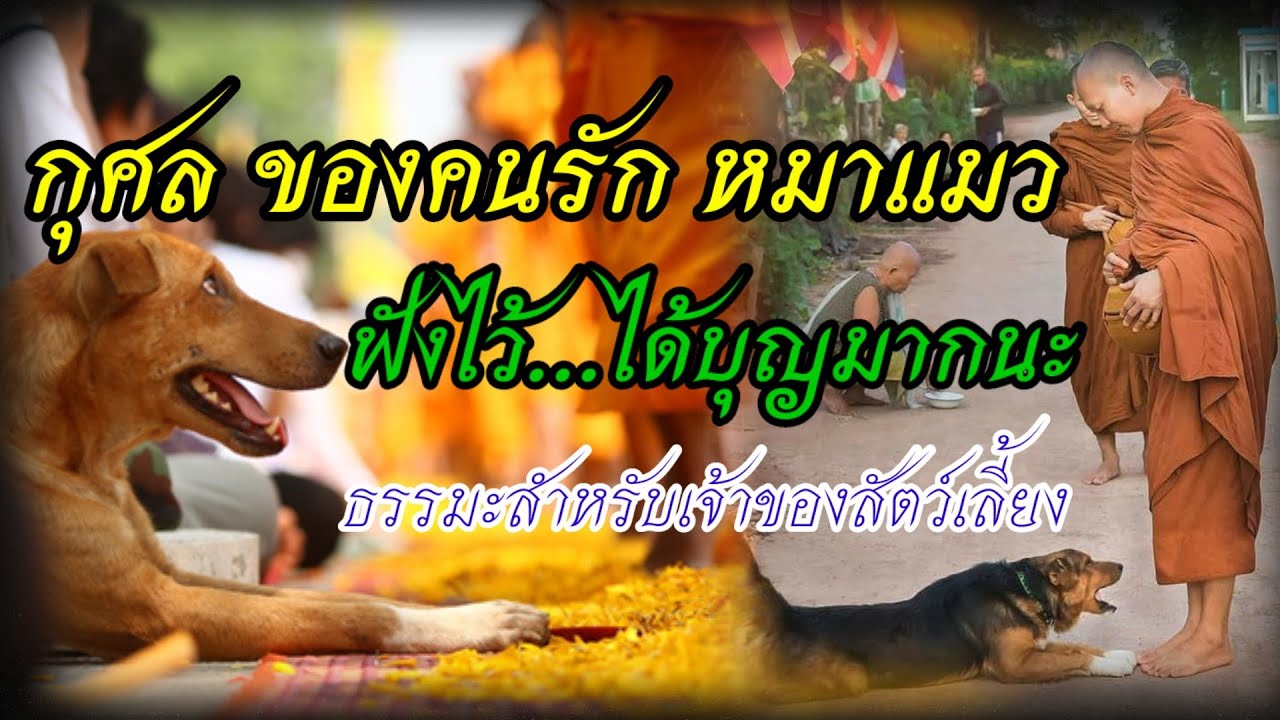 กุศล คนรักหมาแมว ทาสทั้งหลายฟังไว้...ได้บุญมาก /ธรรมะสำหรับเจ้าของสัตว์เลี้ยง #ลองเบิ่งchannel