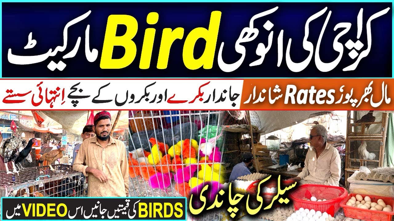 Bird Market Karachi | Cheapest Rates of Bird 🐦 🦢 🦅  | Best price of Animals @RabiyaKhan98 