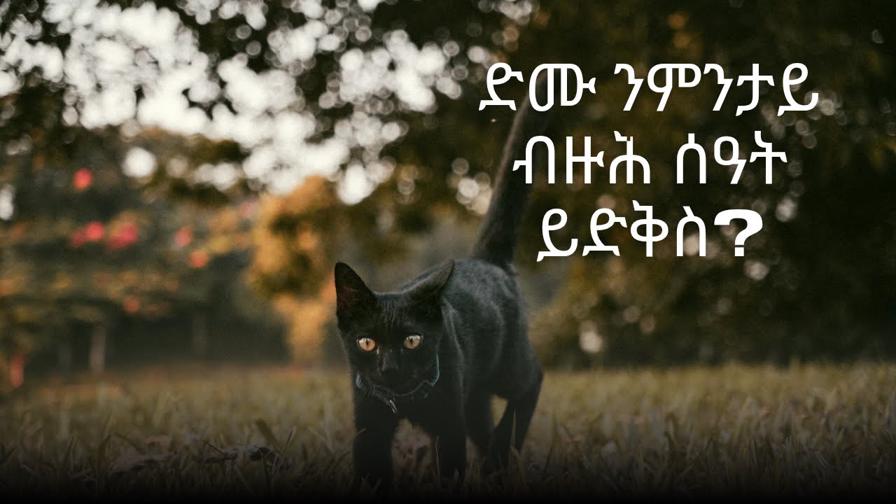 ድሙ ንምንታይ ብዙሕ ሰዓት ይድቅስ? Why does a cat sleep so many hours?