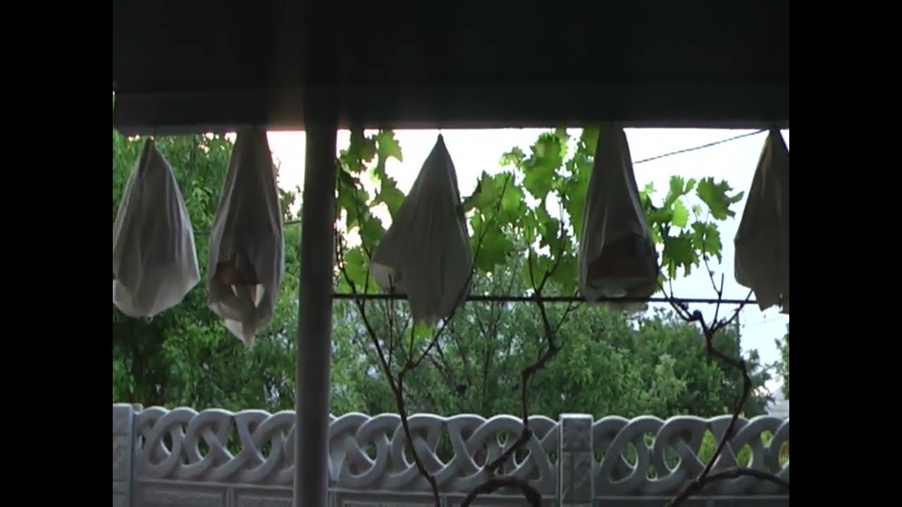 Пение перепела.The singing of the quail