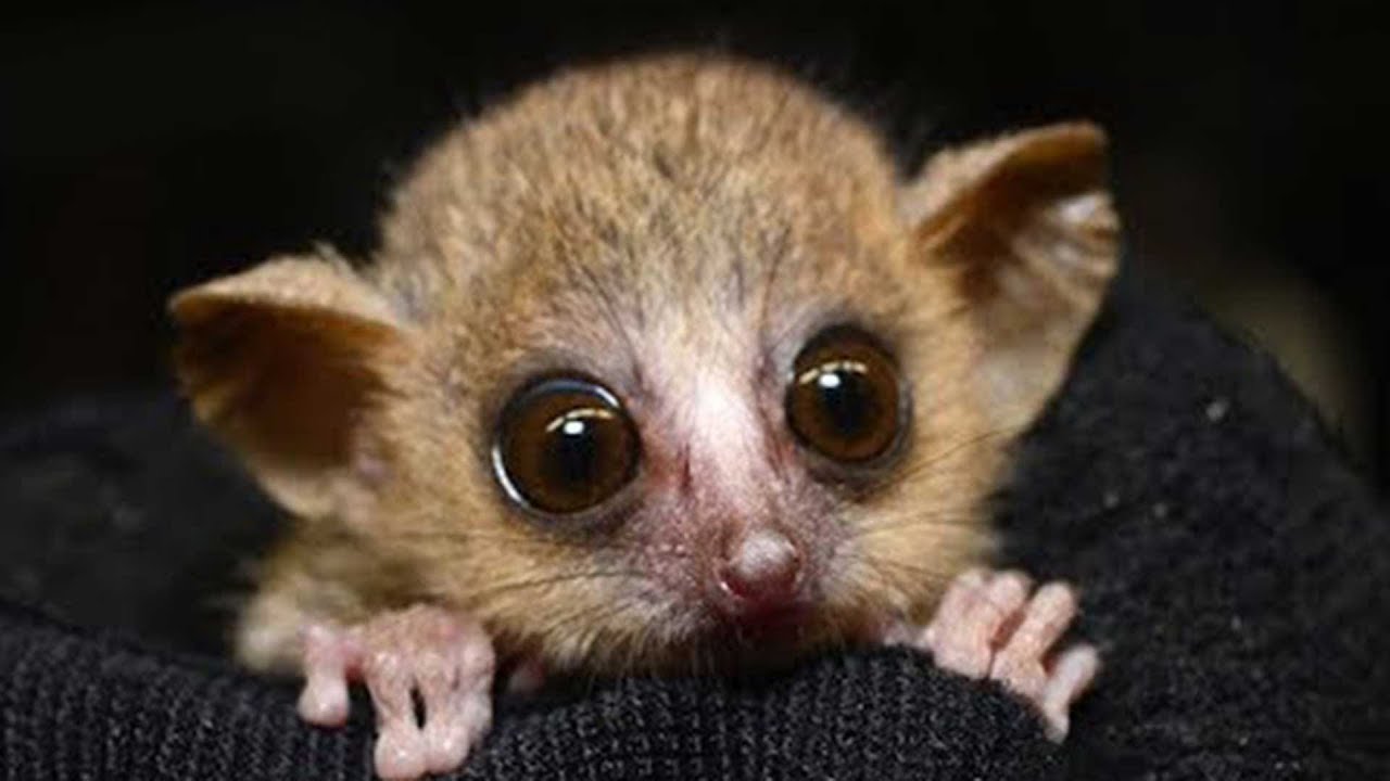 Why Study Mouse Lemurs?