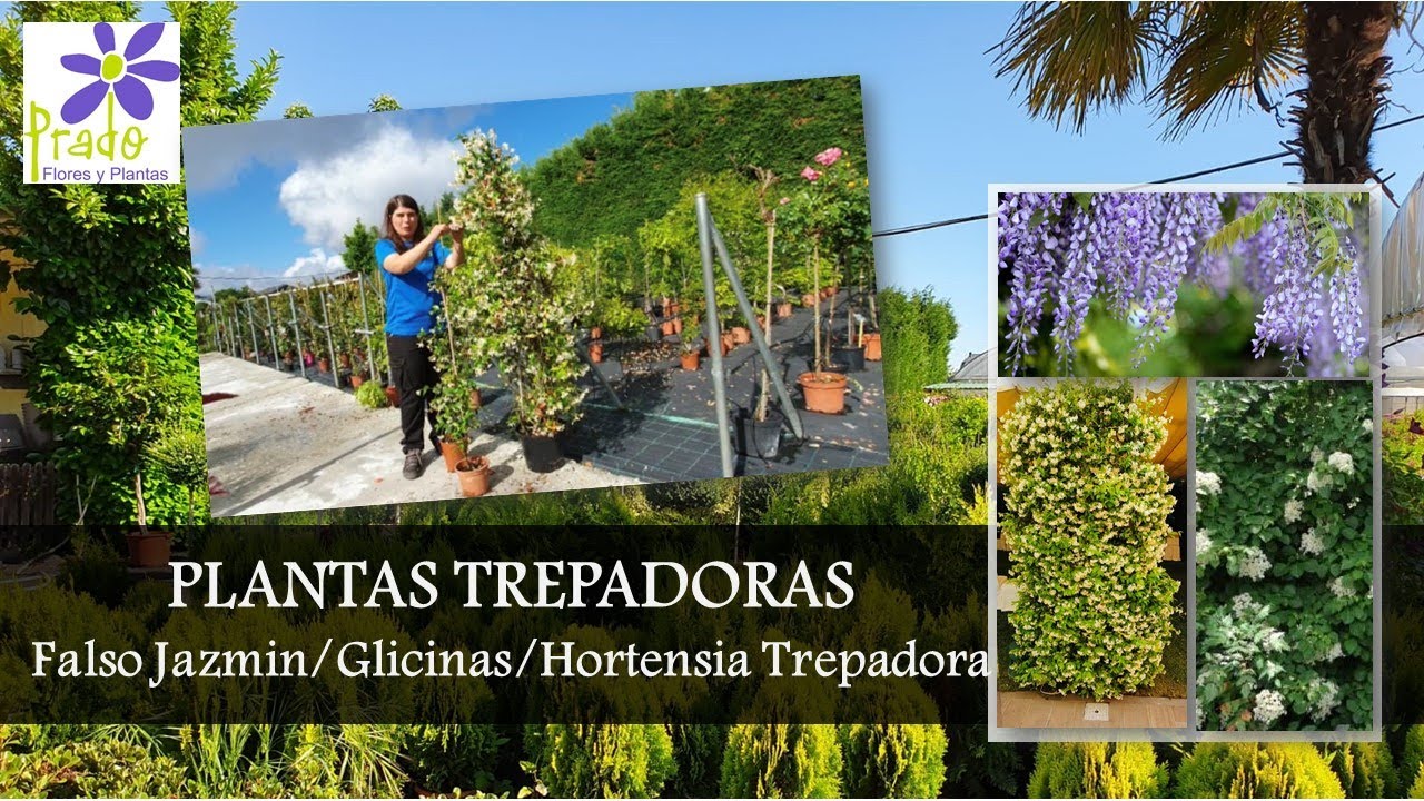 Viveros Prado - Plantas trepadoras (falso jazmin, glicinia y hortensia trepadora)
