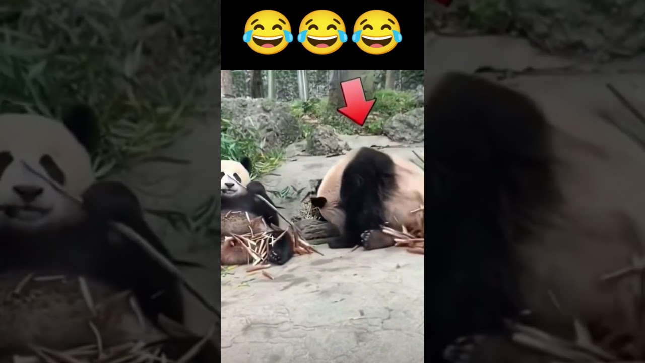 Воришка 🤣 #animals #животные #smile #приколы #panda