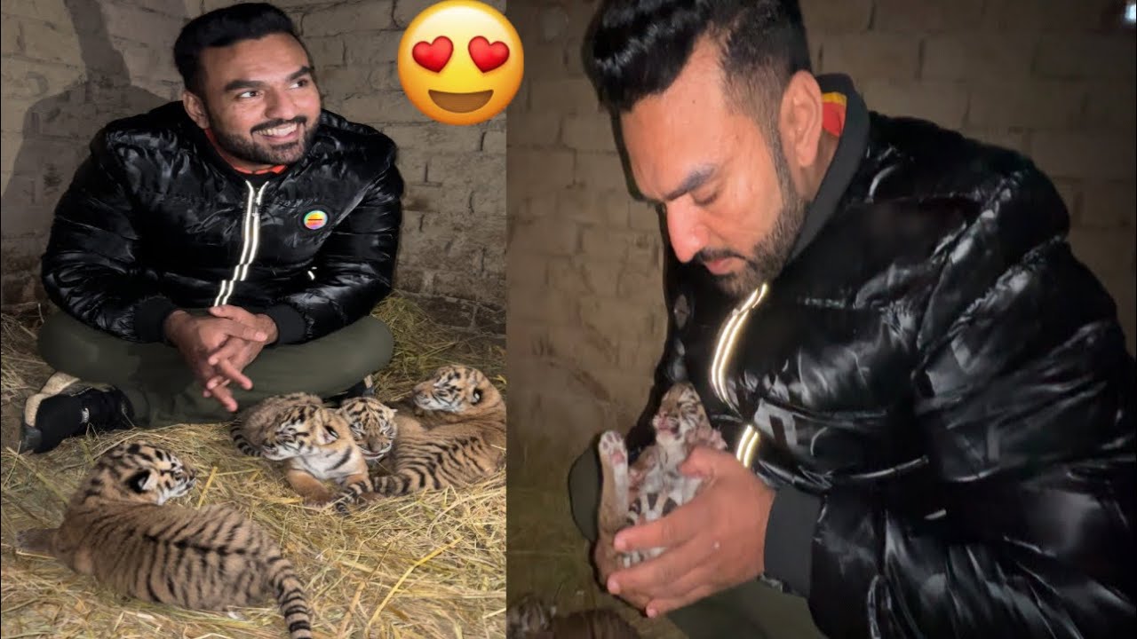 Jullie Tigeres Cubs Update ‼️🐅😘🥰