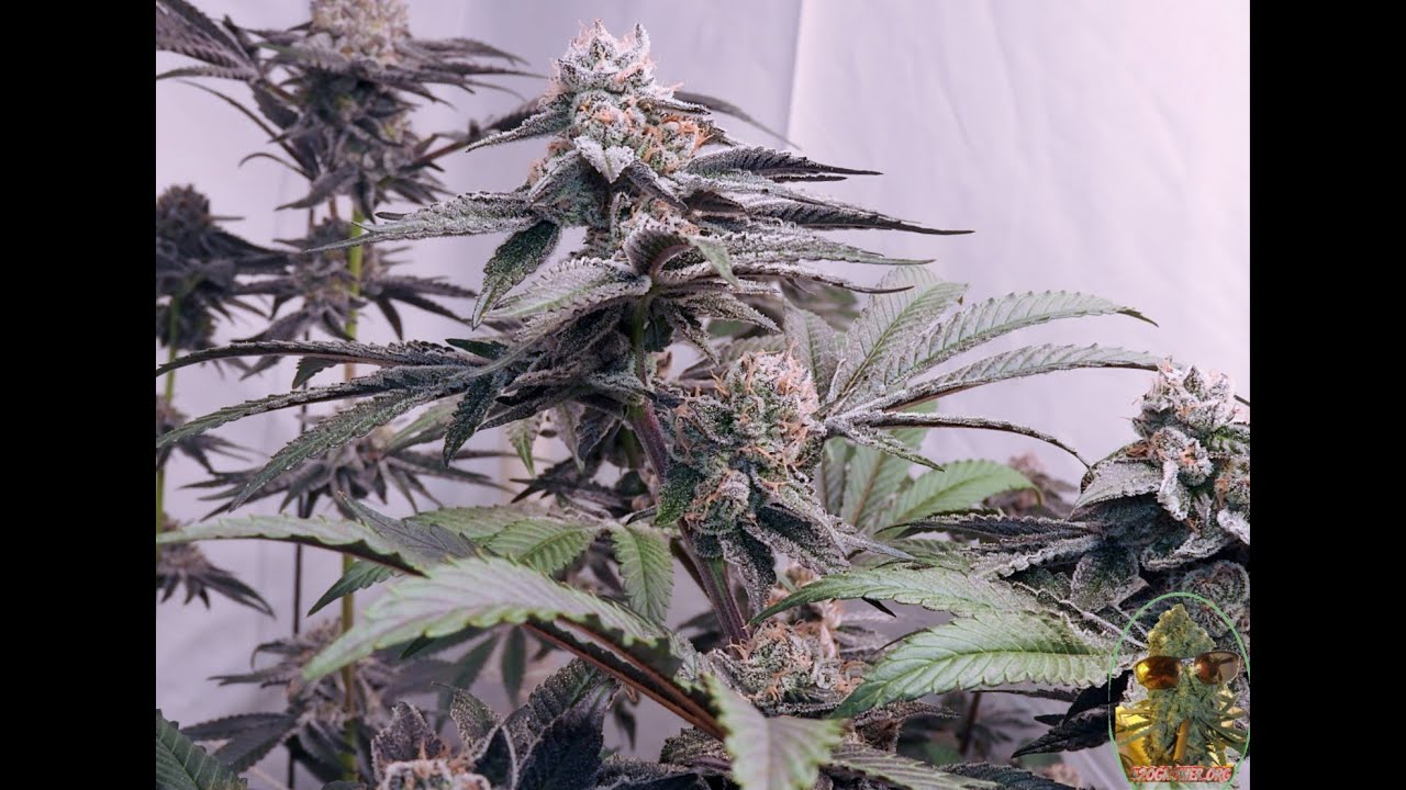 NEW STRAINS DAY 49 AFTER DARK  SLURTY 3  OREOZ  WHITE TRUFFLE