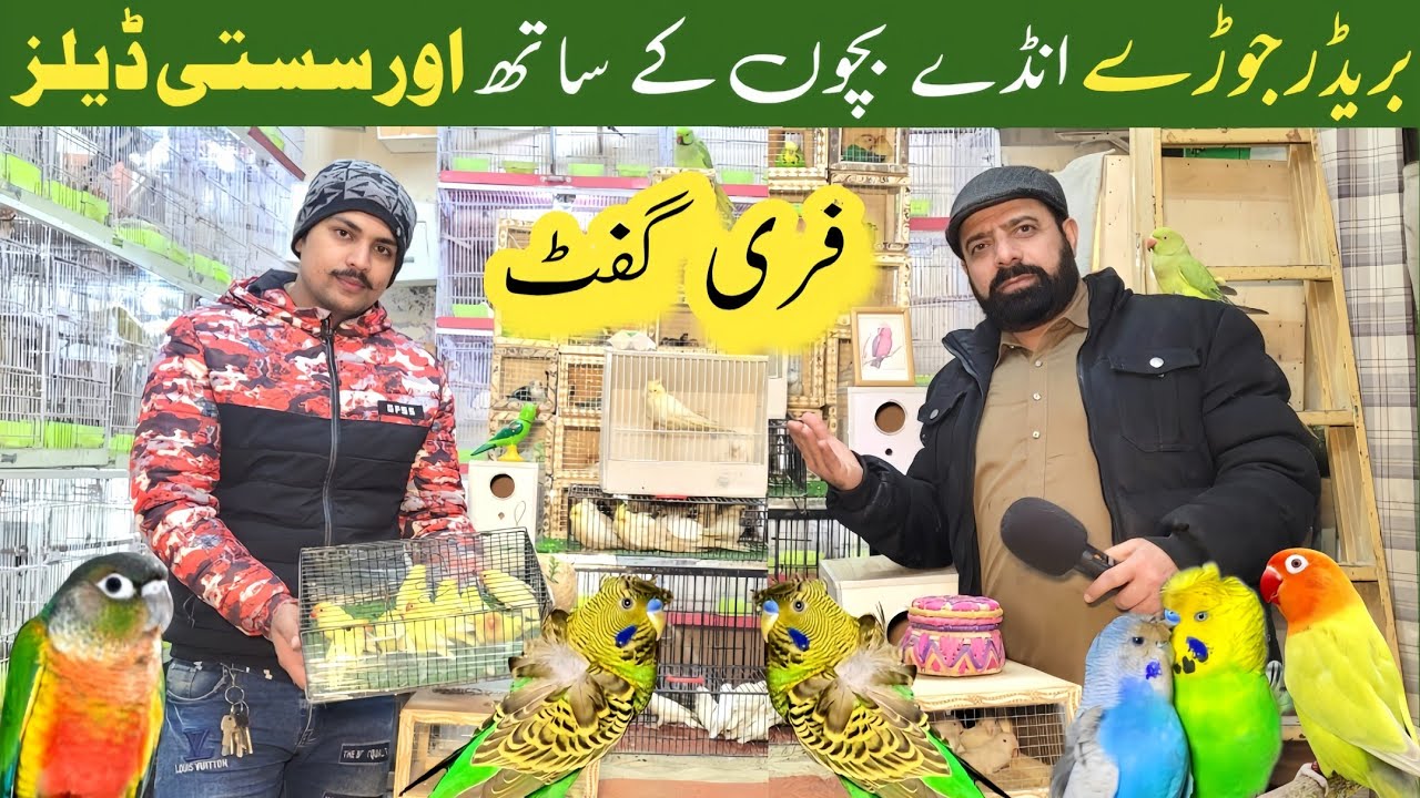 Sonu bhai laye breeder pairs | Fertile Eggs 