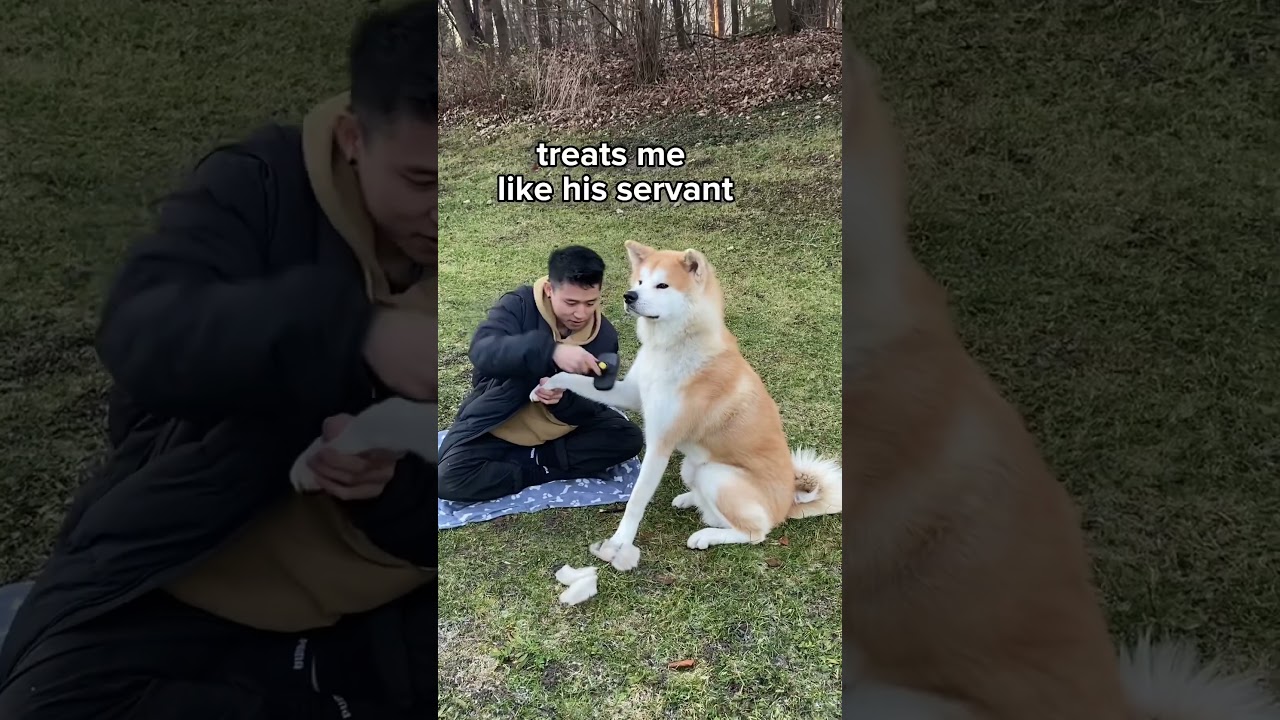 facts about my akita inu