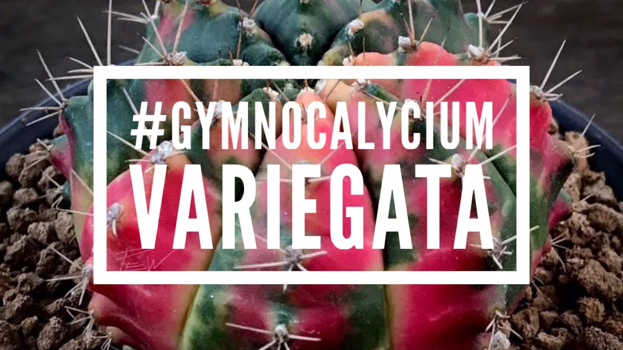 GYMNOCALYCIUM VARIEGATA A TRUFFAUT MERIGNAC