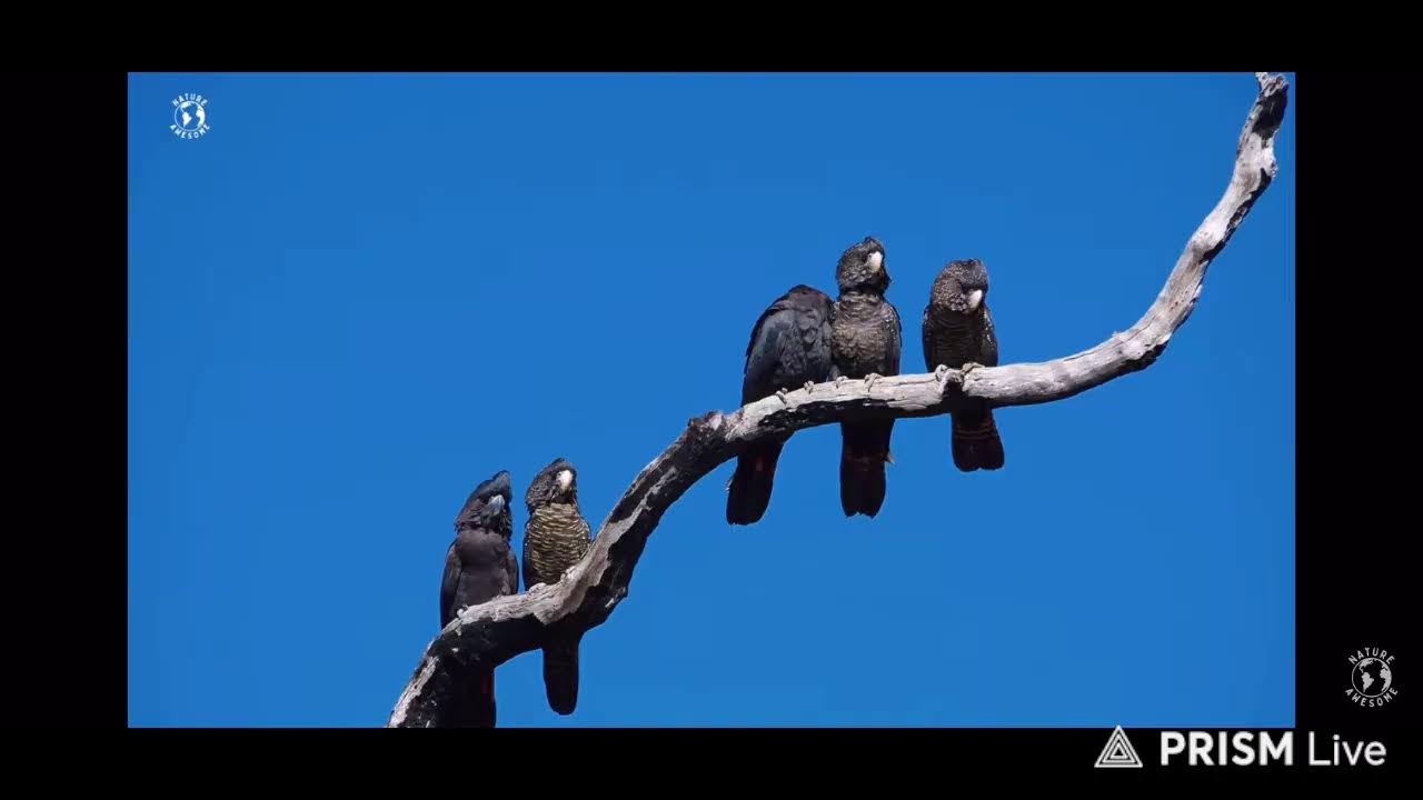 서민아재 magical parrots of Australia relax bird singing. stress relief