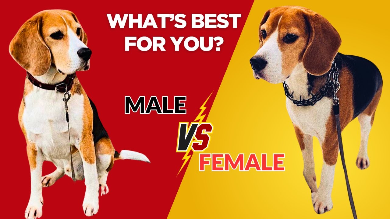 Male Vs Female Beagle: 8 Differences Between Them
