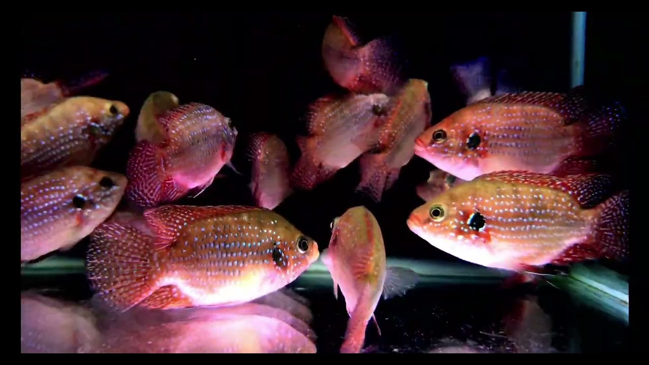 Relaxing Aquarium Fish in 4K Ultra HD | Deep Calm & Meditation | Liana Fish 🐠#4K #fish  #longvideo 