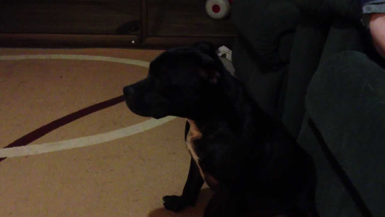 singing staffy dog to Matt Corby