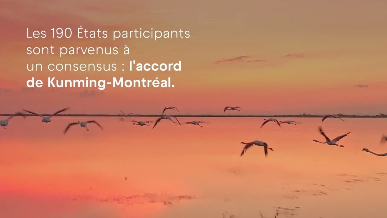 Que faut-il retenir de l'accord de Kunming-Montréal sur la préservation de la biodiversité ?