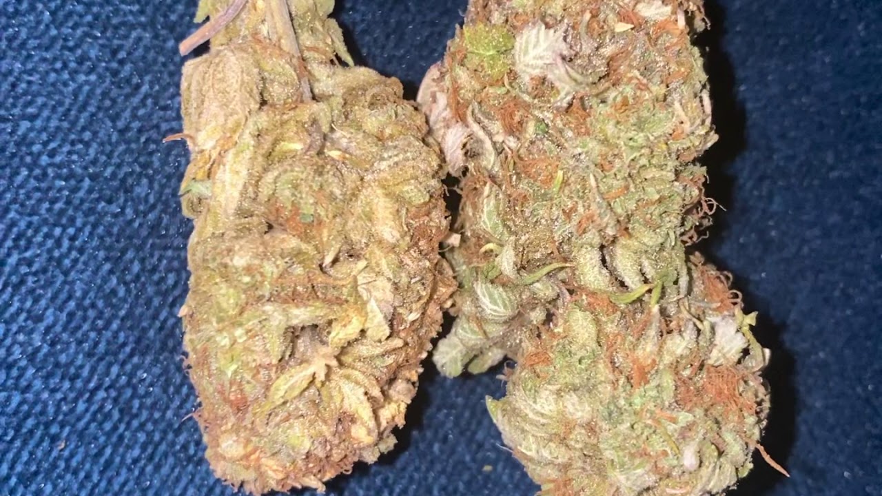 Blueberry Haze