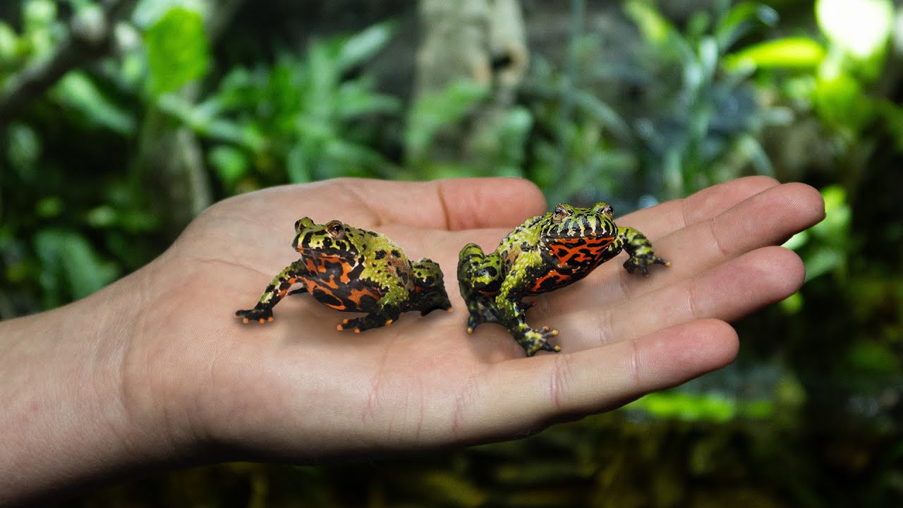 My Frogs Needed a New Home, so I Made Them a Forest