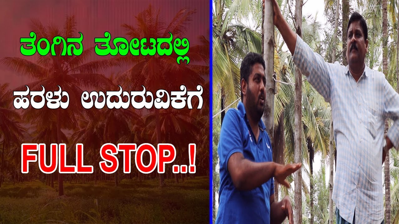 ತೆಂಗಿನ ತೋಟದ ಹರಳು ಉದುರುವಿಕೆ ಸಮಸ್ಯೆಗೆ ಪರಿಹಾರ| Simple solution for dropping problem of coconut farm