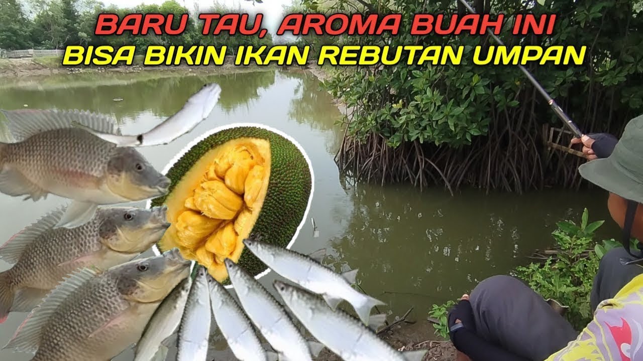 ku kira ikan belanak doang yang doyan umpan ini ternyata...