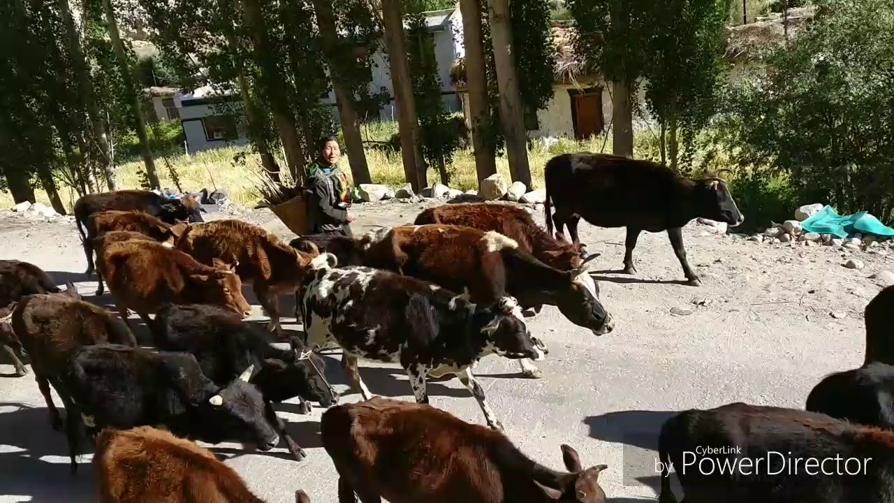 Beauty of liktsey village ...