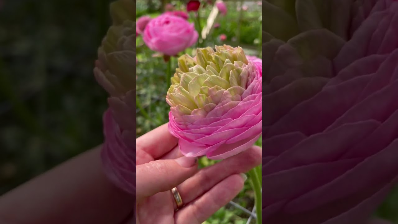 Cold Damage and why we can't plant Anemones and Ranunculus 'out out' in the garden.
