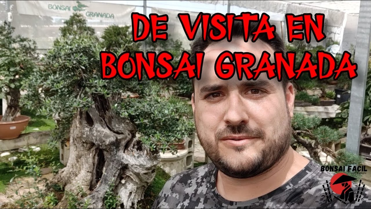 BONSAI GRANADA - Bonsai Facil de vacaciones 2