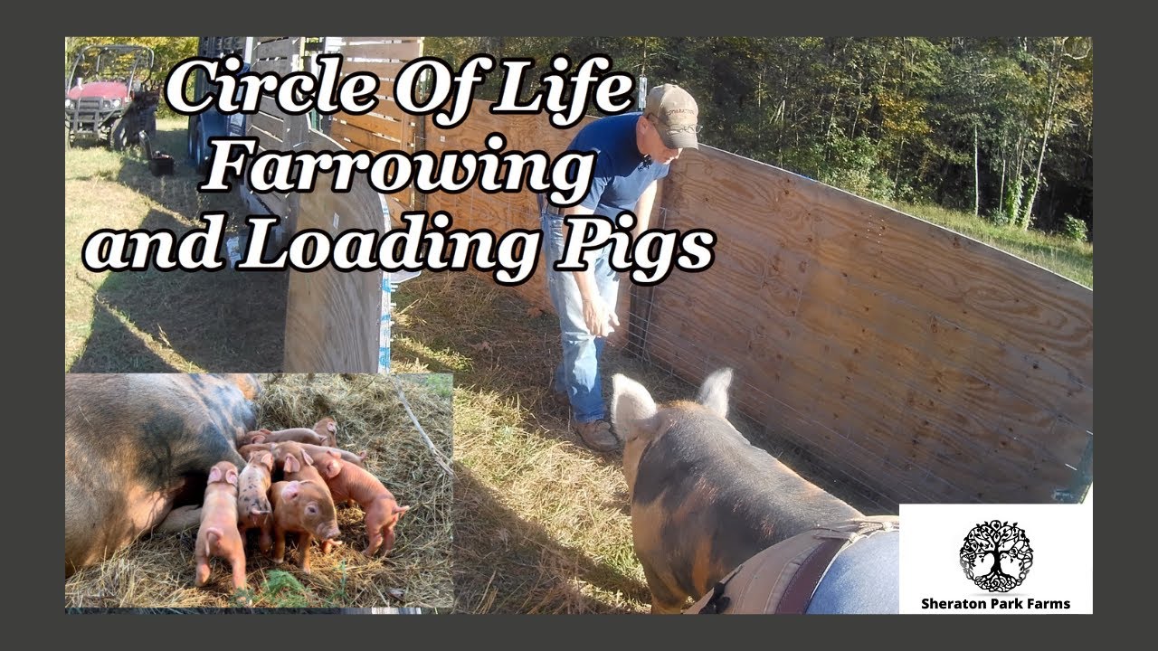 Farrowing and Loading Pigs On Pasture - Same Day!