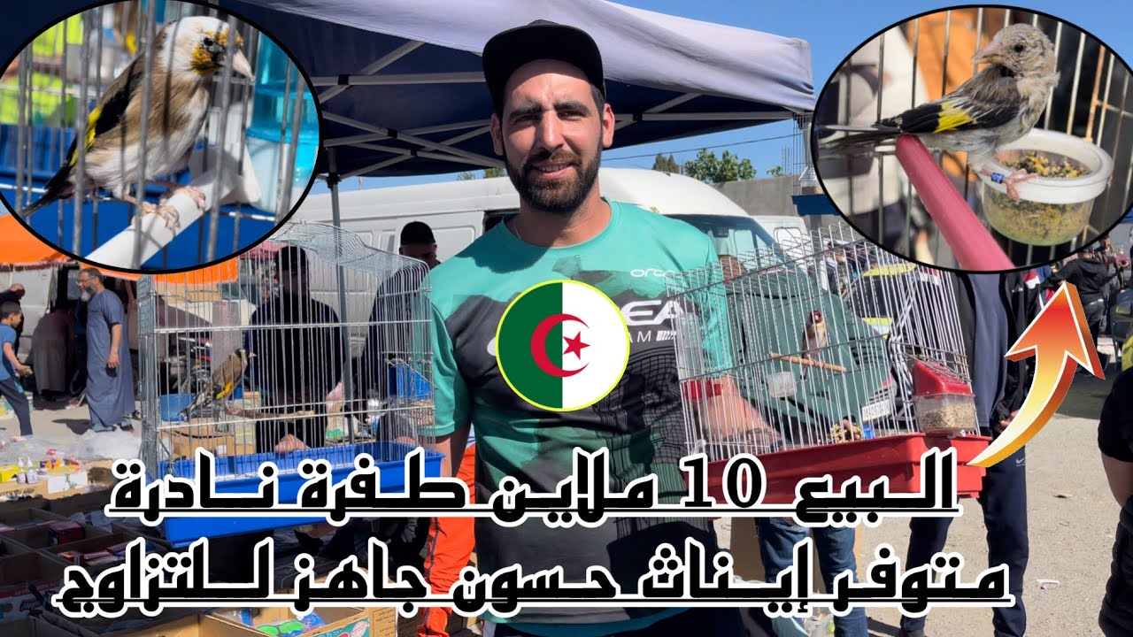 الحسون القسنطيني يحتل المرتبة الأولى هذا الأسبوع في عروض البيع و أغلى حسون بسعر 10ملاين دج من سطيف