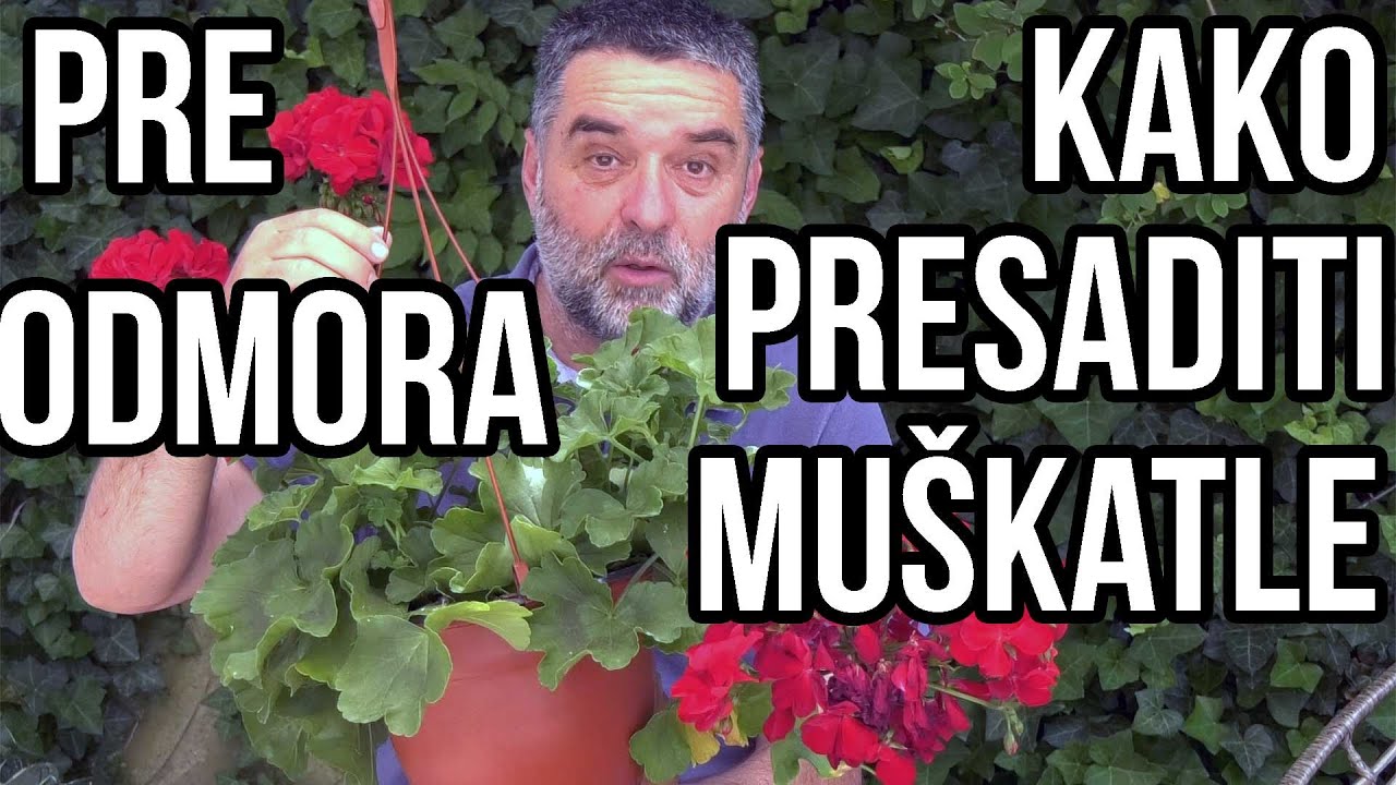 Kako presaditi muškatle - pripremite cveće pre odmora