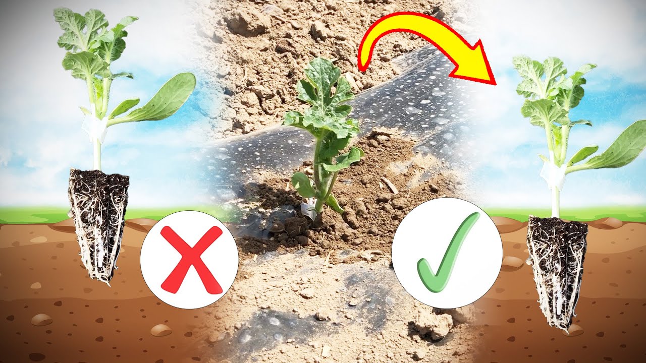 Karpuz Dikiminde Yapılan Büyük HATA! | Yeni Sezon Karpuz Dikimi ve Zirai Tül Kullanımı