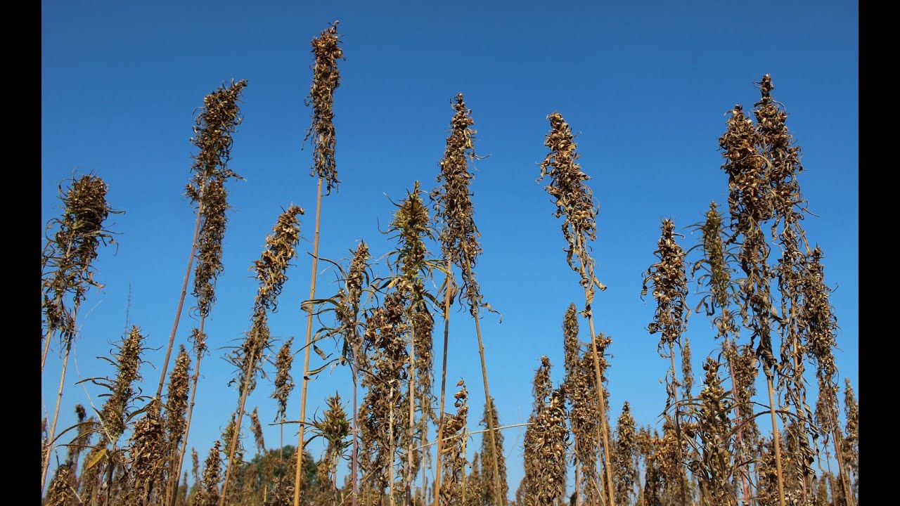 hanf & natur: Hanfsaat aus Brandenburg