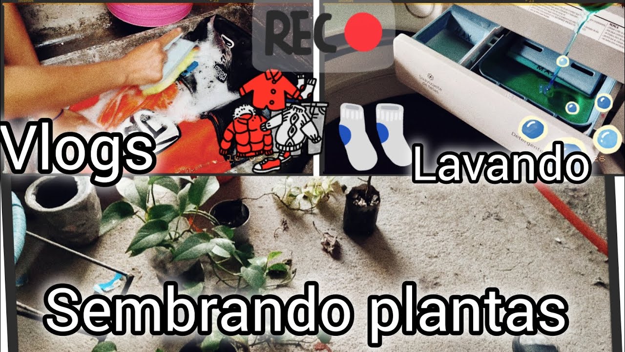 Sembrando plantitas 🪴🪴lavando en lavadora/🧺🧦🧼tierra para mis plantas 🪴❤️