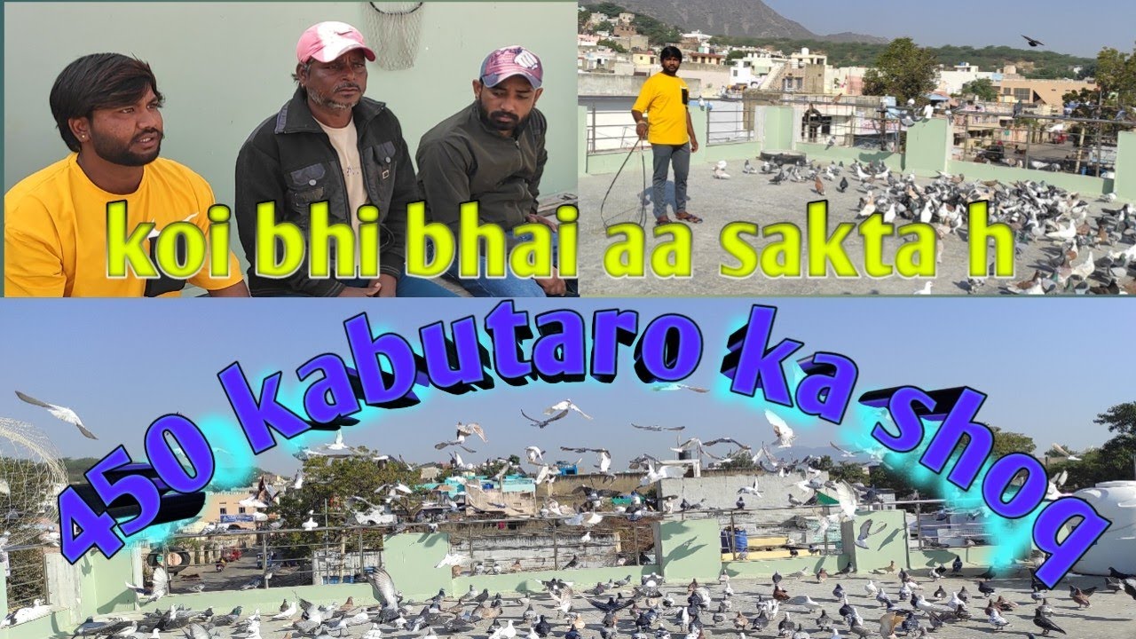 pankhi bhai ke 450 kabutaro ki  ladkiyon ka shok #bird #ajmer_pigeon_club #training #racing_pigeon