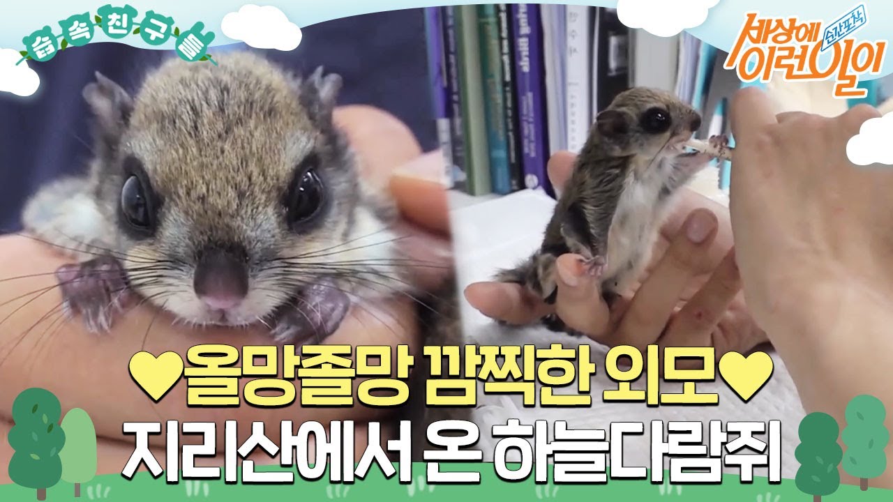 [#습속친구들] 💛올망졸망 깜찍한 외모💛 지리산에서 온 하늘다람쥐🐿️ #순간포착세상에이런일이 #WhatonEarth #SBSstory