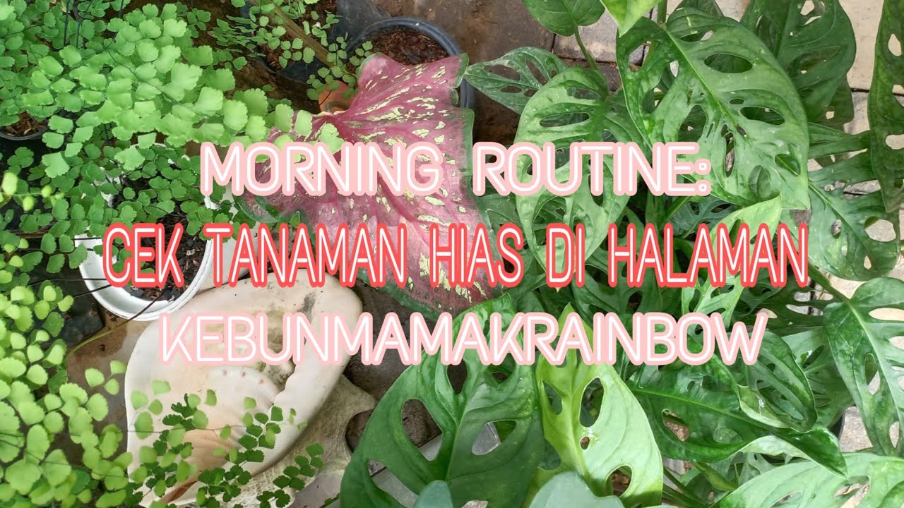 MORNING ROUTINE: CEK TANAMAN HIAS DI HALAMAN SEMPIT
