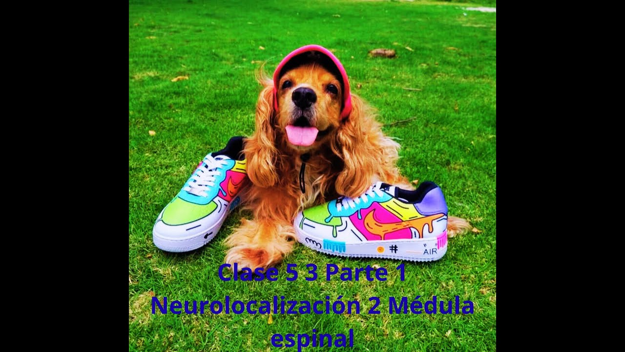 Clase 5.3 Parte 1 Neurolocalización 2 Médula espinal