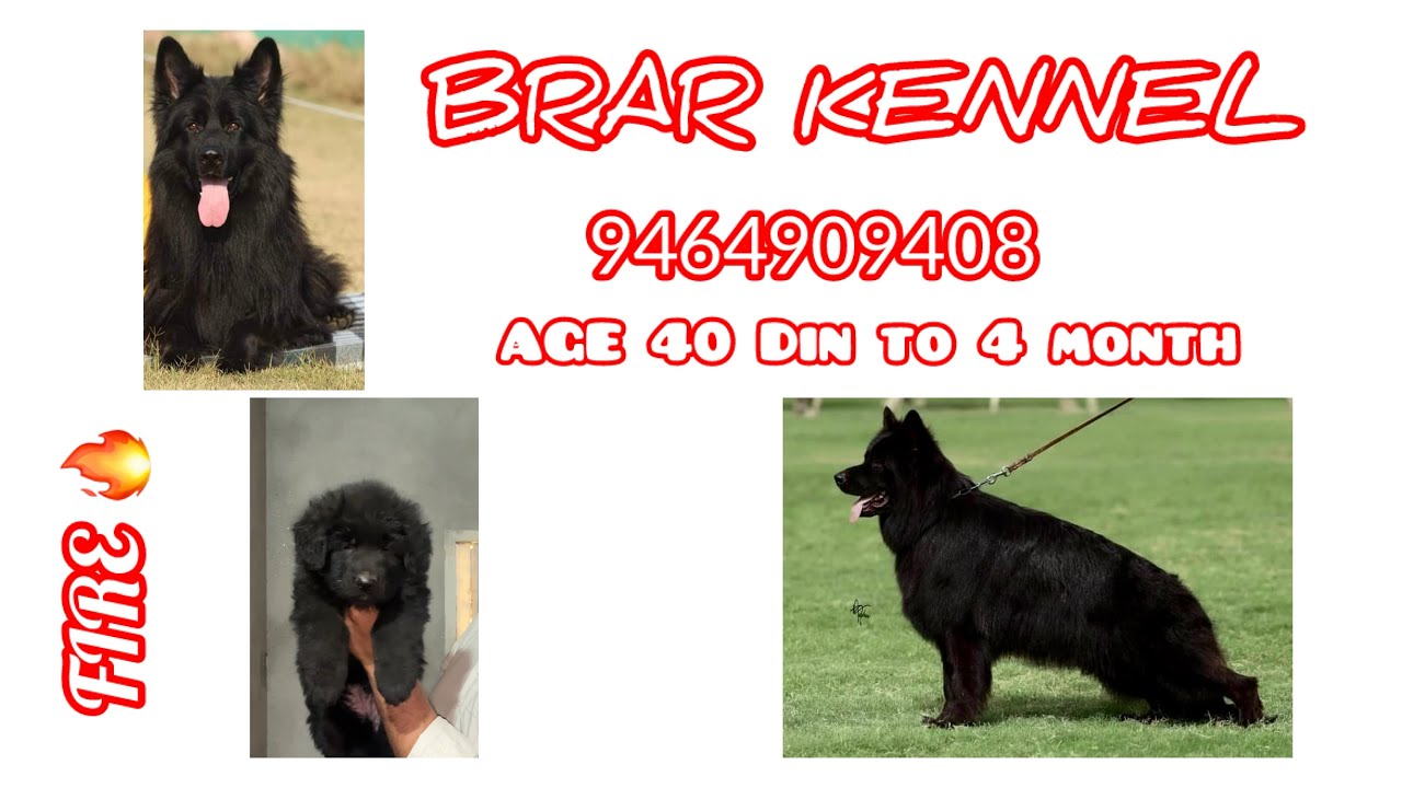 Z BLACK GERMAN SHEPHERD IMPROT ( FIRE ) | LONG COAT | BRAR KENNEL | 9464909408- 7986643005