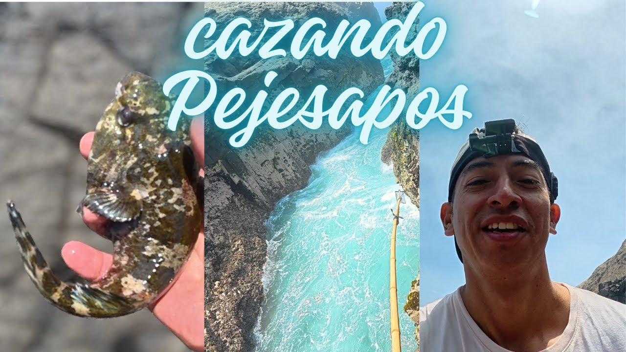 Pez que vive en zonas PELIGROSAS!!! | Rocas llenas de vida