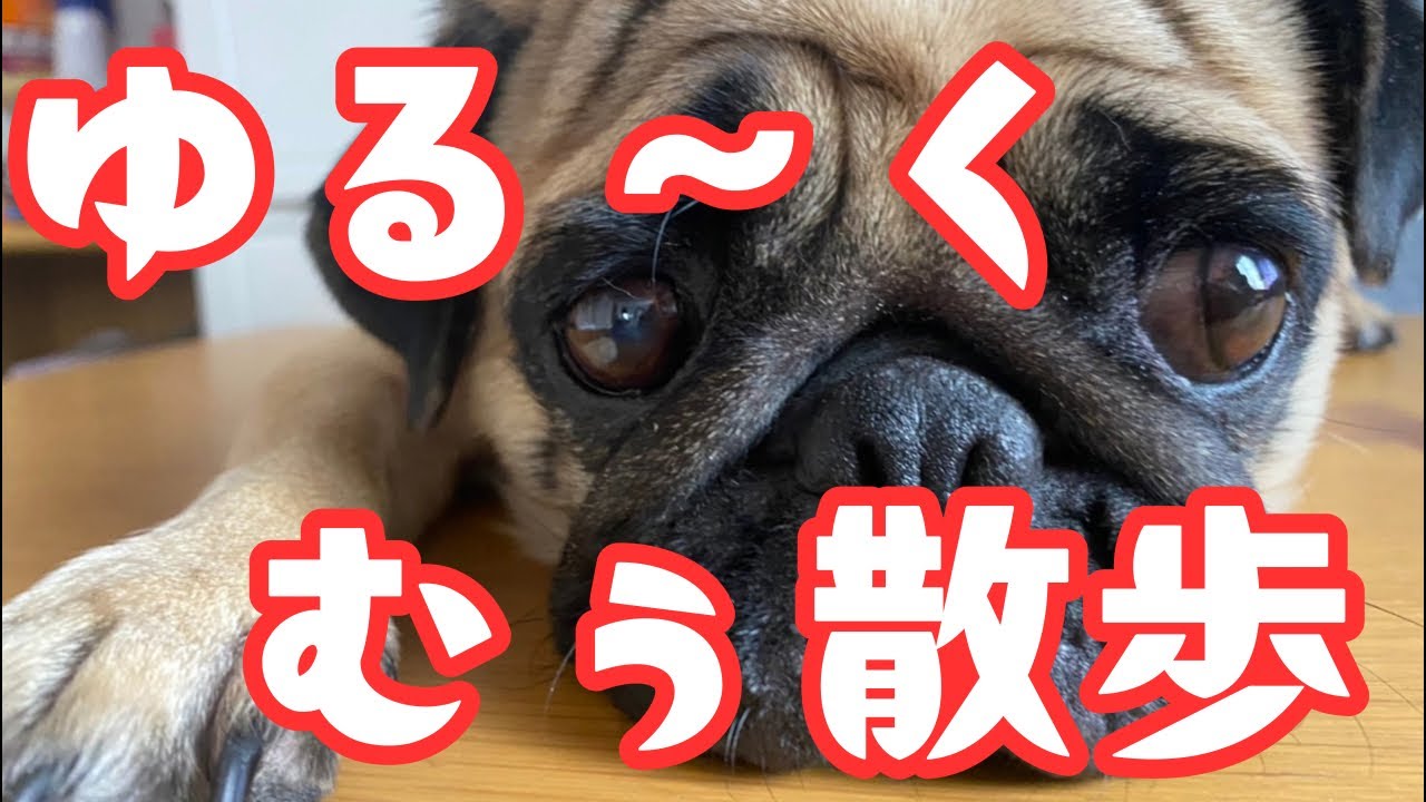 【パグ】5月6日(月)むぅちゃんとゆる〜く散歩生配信【雑談】