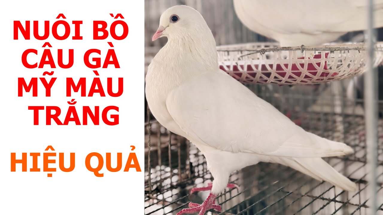 Làm thế nào để nuôi Bồ câu Gà Mỹ màu TRẮNG hiệu quả cao | Nông dân làm giàu