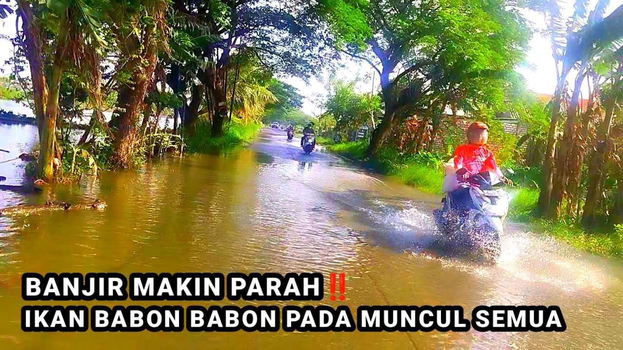BANJIR MAKIN PARAH‼️MANCING DI SUNGAI SEPERTI MANCING DI KOLAM IKAN #mancing #fishing