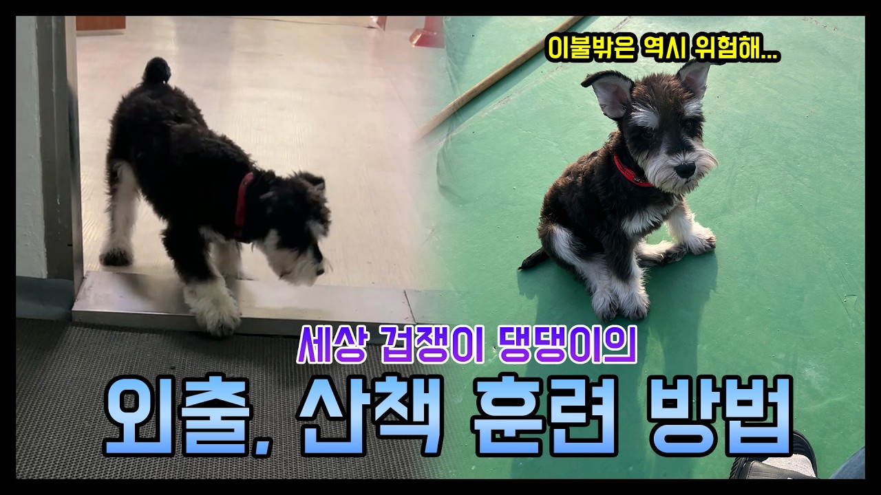 이제 막 산책을 시작하는 6개월 겁쟁이 강아지, 외출을 무서워하는 강아지, 외출 훈련 이렇게 합니다 #슈나우저 #반려견 #둥이 #강아지 #댕댕이