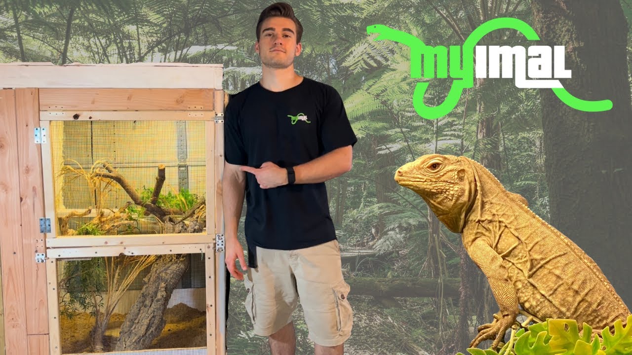Grand Cayman Blue Iguana (Cyclura Lewisi) Huge New Cage Setup!