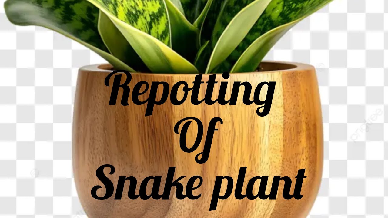 How To Repot A Snake Plant In A Proper Way (Three Simple Care Tips)🌵🌱🪴