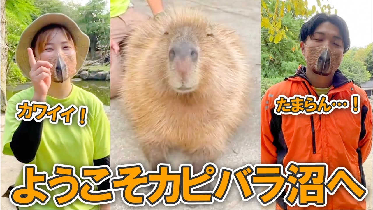 【閲覧注意】カピバラの魅力が詰まり過ぎてるので気をつけて下さい。