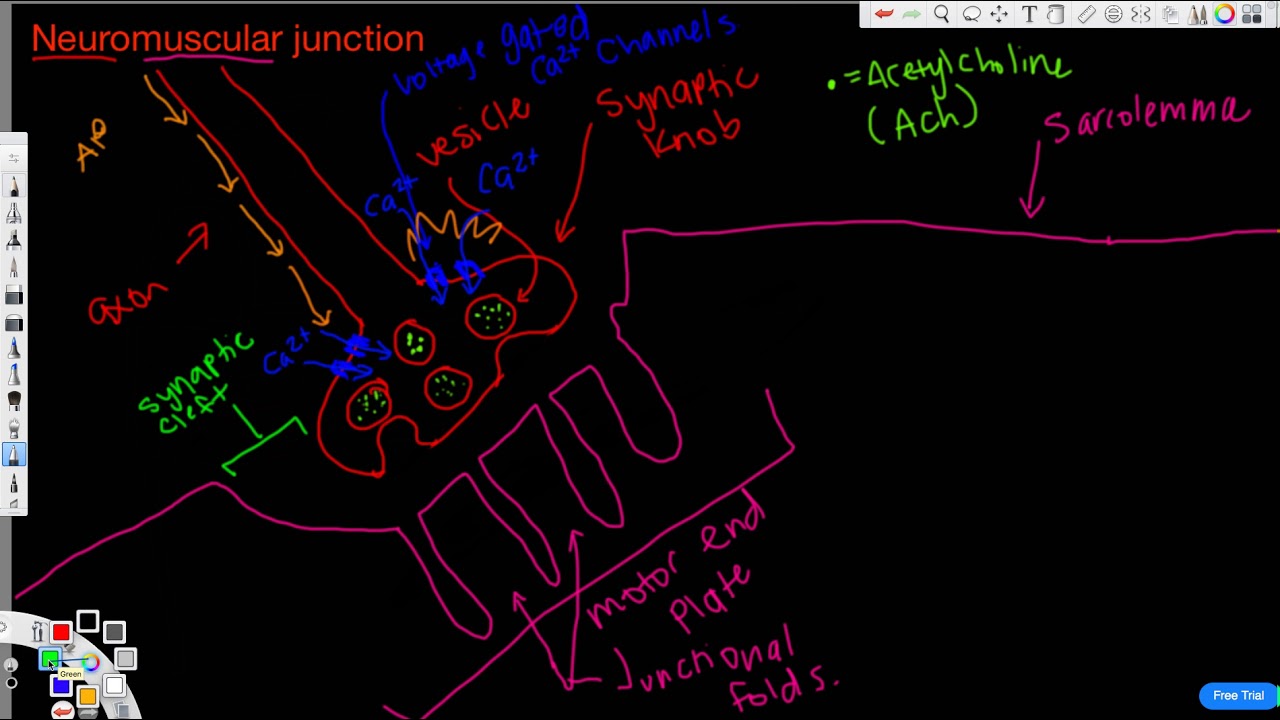 Neuromuscular junction tutorial