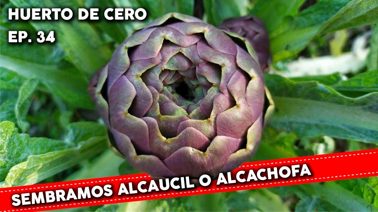 Sembramos Alcaucil o Alcachofa - Nueva Serie en #HUERTODECERO EP.34