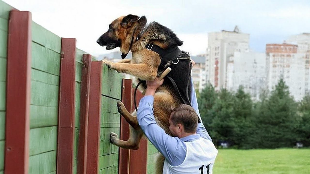 When K9 Dogs Start Acting Like Comedians on Duty 😳😂