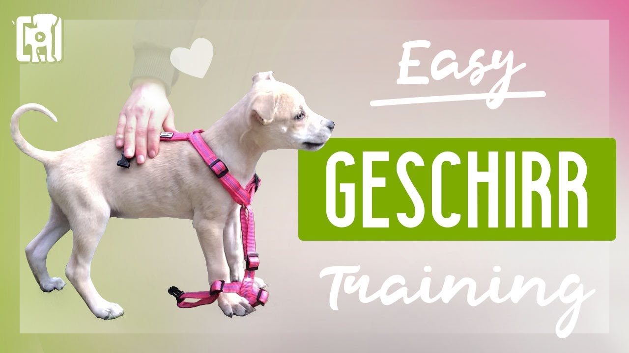 Hundegeschirr anlegen - so schlüpft dein Welpe von alleine rein!