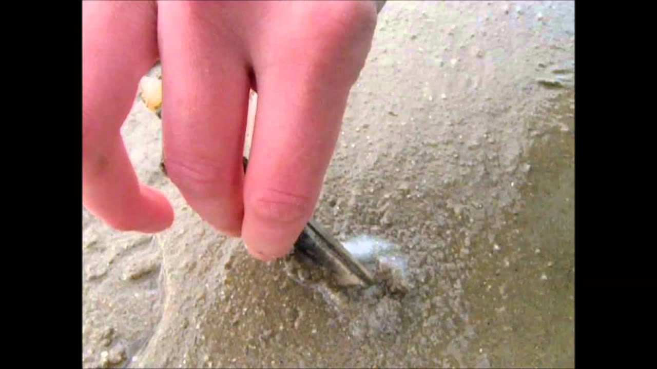 Comment pecher des pieds de couteaux (Riantec en Bretagne) (How to catch a Razor Fish / Clam)